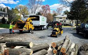 How Our Tree Care Process Works  in Yucaipa, CA