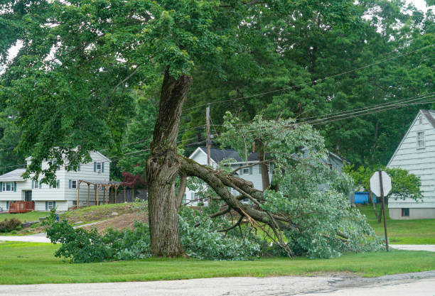 Professional Tree Services in Yucaipa, CA