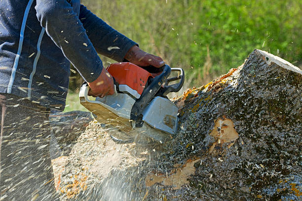 Grass Overseeding in Yucaipa, CA